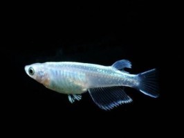 Oryzias latipes metallic